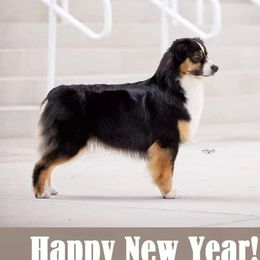 Texi - Australian Shepherd