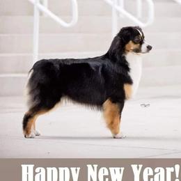 Texi - Australian Shepherd