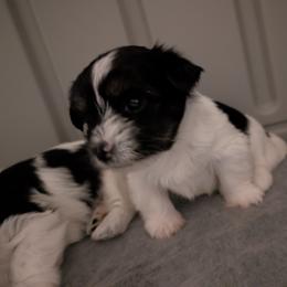 Morkie and Shorkie Puppies from Massachusetts Morkies