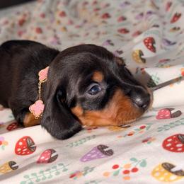 Lily - Black and tan female Dachshund puppy in Palmetto Bay, Florida from Rightous Way Kennel