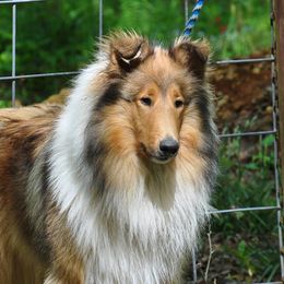 Sugar - Collie