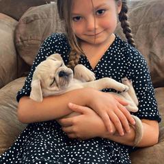Pug Puppies from Pug Perfection Puppies