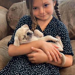 Pug Puppies from Pug Perfection Puppies