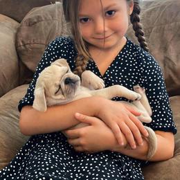 Pug Puppies from Pug Perfection Puppies