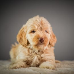 Jersey - Red female Bernedoodle puppy in Caldwell, Idaho from Boise Doodle Co.