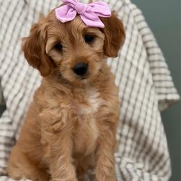 Purple collar BO PEEP - Apricot female Goldendoodle puppy in Salem, Utah from Aspen Doodles Utah