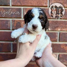 Yelena - Brown and white female Bernedoodle puppy in Owasso, Oklahoma from Kallams Bernedoodles & Bernese Mountain Dogs