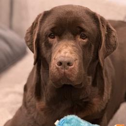 Lizzie - Labrador Retriever