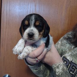 Girl 2 - Beagle puppy in Rhinelander, Wisconsin from Norling's Great Northern Beagles