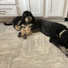 Bernedoodle and Poodle Puppies from Doggy Darlins