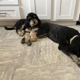 Bernedoodle and Poodle Puppies from Doggy Darlins