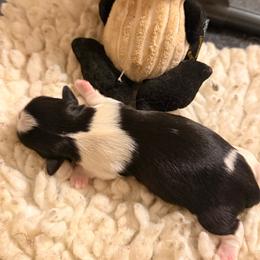 Sebastian aka Bastion - Black and white male Shih Tzu puppy in Durham, North Carolina from The 🐾 Tang Clan Chronicle & Nursery