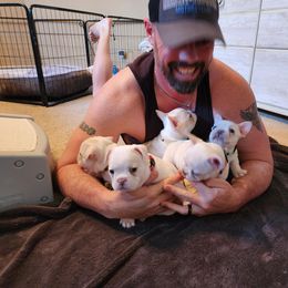French Bulldog Puppies from Shawhan Family Frenchies