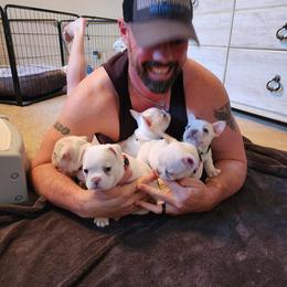 French Bulldog Puppies from Shawhan Family Frenchies