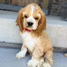 Boy 2 - Buff and white male Cocker Spaniel puppy in Spanish Fork, Utah from Britts.Darling.Doodles