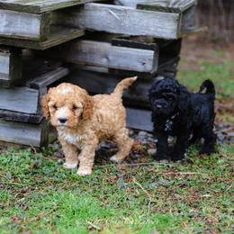 Cockapoo Puppies from Silver City Cockapoos