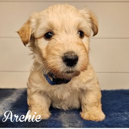 Boy 1 - Dark blue collar - Wheaten male Scottish Terrier puppy in San Tan Valley, Arizona from For the love of Scotties