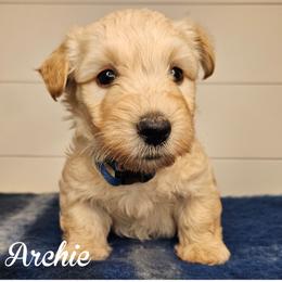 Boy 1 - Dark blue collar - Wheaten male Scottish Terrier puppy in San Tan Valley, Arizona from For the love of Scotties