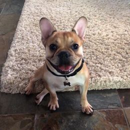 French Bulldogs from B + J Frenchies