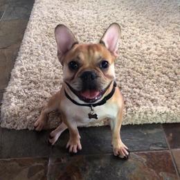 French Bulldogs from B + J Frenchies