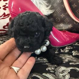 Dreamer - Black female Poodle puppy in Taylorsville, North Carolina from SilverLining highlands and hounds