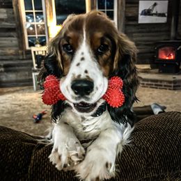 Bonnie - English Springer Spaniel