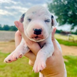 Bella - White and black female Dalmatian puppy in Mt. Vernon, Texas from Double B