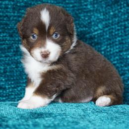Ginny - Red tri-color female Miniature American Shepherd puppy in Kamuela On The Big Island, Hawaii from Royal Hawaiian Aussies LLC
