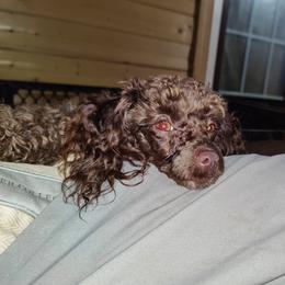 Baxter - Poodle