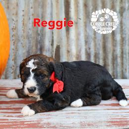Reggie - Tri-color male Bernedoodle puppy in Heyworth, Illinois from Cobble Creek Puppies
