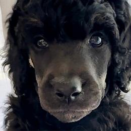 Starla - Phantom female Poodle puppy in Stuart, Florida from AKC/Excellent + Good OFA Sweet Delightful Poodles