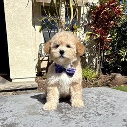 Boy 1 - Apricot male Poodle puppy in San Diego, California from Goldendoodles & Poodles of San Diego