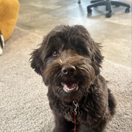Gertie - Australian Labradoodle