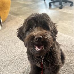 Gertie - Australian Labradoodle