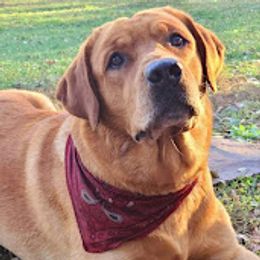 Wes - Labrador Retriever