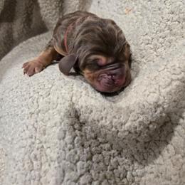 Red Boy - Liver and tan male Bloodhound puppy in Gillette, Wyoming from Whispering Winds Homestead 307
