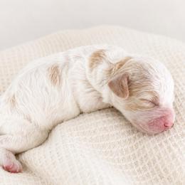 Boaz - Blenheim male Cavapoo puppy in Ephrata, Washington from Mustard Seed Cava Co.