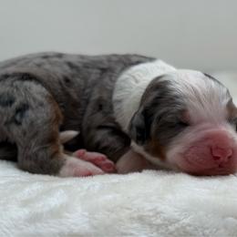Meribel - Blue merle female Bernedoodle puppy in Clermont, Florida from Shadow Bernedoodles & Dog Training