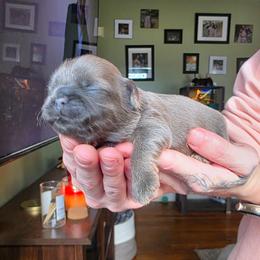 Love - Blue female Shih Tzu puppy in Lancaster, Ohio from Wandering Tzu