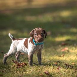 Rune (please fill out an application if interested) - Liver roan male German Shorthaired Pointer puppy in Greensburg, Kentucky from Nosam Kennels- Hungarian Vizslas, and German Shorthairs Located in Kentucky