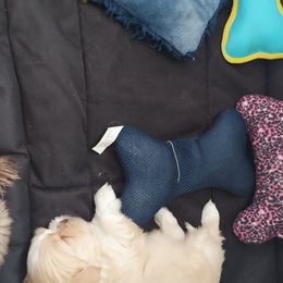 Shih Tzu Puppies from N.F.S.T Imperial ShihTzu Puppies.