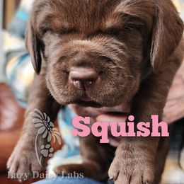 Girl 1 - Labrador Retriever puppy in Priest River, Idaho from Lazy Daisy Labs