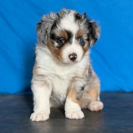 Grey collar - Blue merle female Miniature American Shepherd puppy in Pueblo West, Colorado from Bear River Ranch LLC