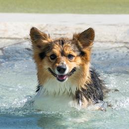 Pembroke Welsh Corgi All Grown Up from Han Dynasty Corgis