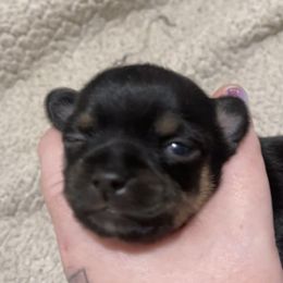 Chihuahua Puppies from Grandbaby Chihuahuas
