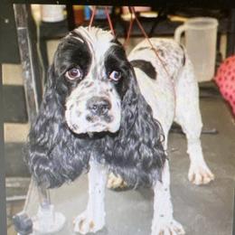 Eve - Cocker Spaniel