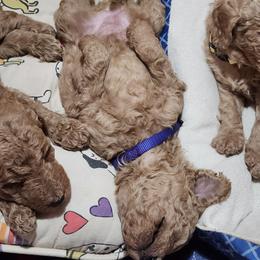 Purple collar (Viola) - Apricot female Poodle puppy in Stephentown, New York from Creme de la Poodle, standard poodles