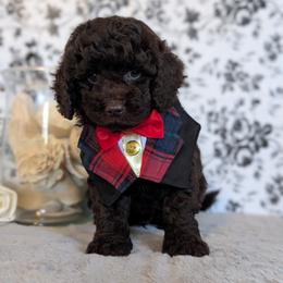 Goldendoodle and Shihpoo Puppies from Bellady's Shihpoos