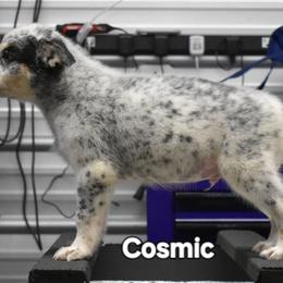 Cosmic - Blue mottled male Australian Cattle Dog puppy in Athens, Georgia from Tailwynd Kennels