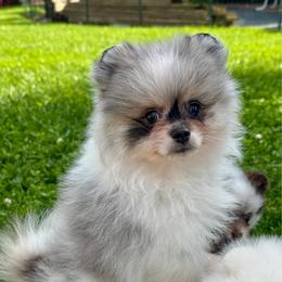 Black merle Parti and tan - Blue merle male Pomeranian puppy in Bourbonnais, Illinois from T & D Poms